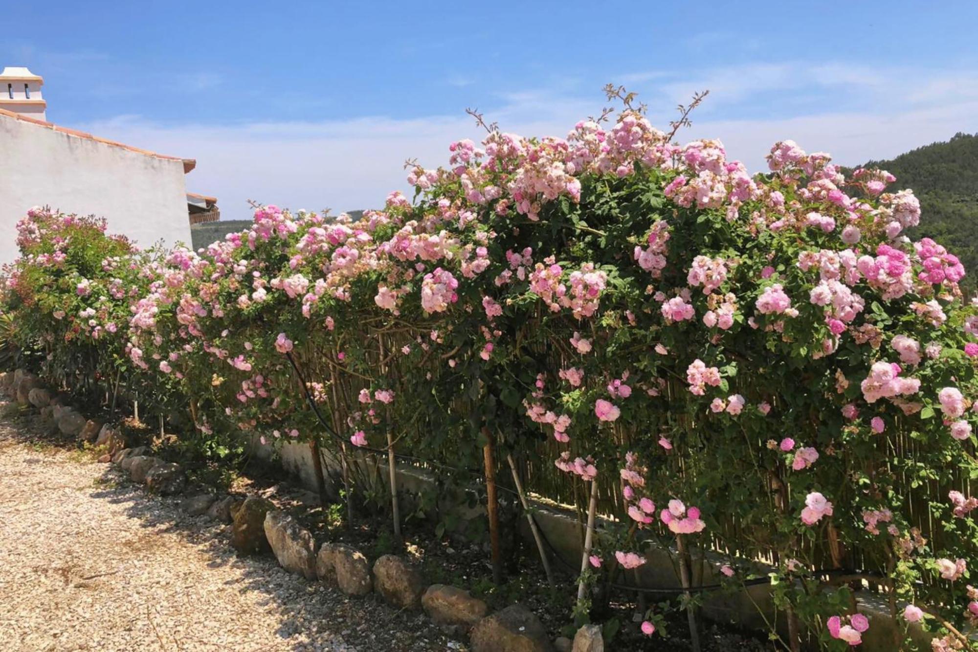 Casas Da Tia Alice - Casas De Campo Encantadoras Em Mafra Esterno foto